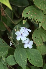 Eranthemum