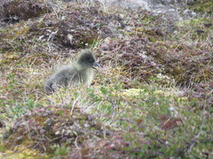 Anser caerulescens caerulescens