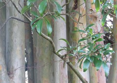 Eugenia involucrata