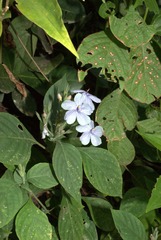 Eranthemum