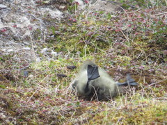 Anser caerulescens caerulescens
