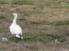 Anser caerulescens caerulescens