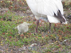 Anser caerulescens caerulescens