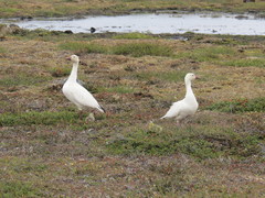 Anser caerulescens caerulescens