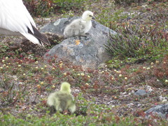 Anser caerulescens caerulescens
