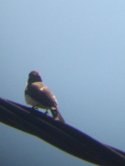 Sporophila caerulescens