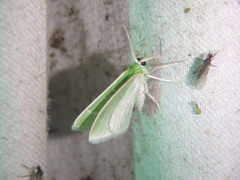 Nemoria rubrifrontaria