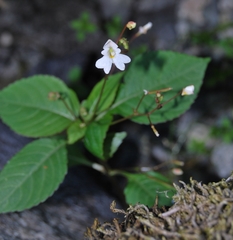 Impatiens brachycentra