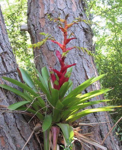 Image of Vriesea Reitzii (Vriesea reitzii) by no rights reserved