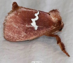 Monoleuca semifascia