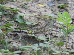 Sitana ponticeriana