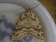 Pseudocoremia rudisata