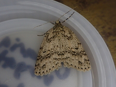 Pseudocoremia rudisata