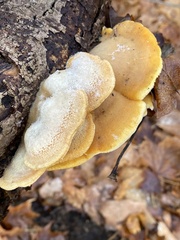 Phyllotopsis nidulans