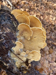 Phyllotopsis nidulans