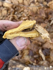 Phyllotopsis nidulans