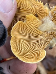 Phyllotopsis nidulans