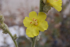 Verbascum undulatum