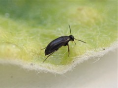 Nothotelus nigellus