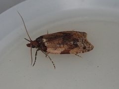 Cnephasia microbathra