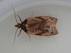 Cnephasia microbathra