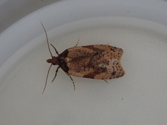 Cnephasia microbathra