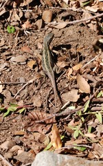 Liolaemus schroederi