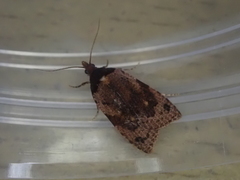 Cnephasia microbathra