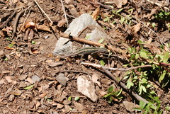 Liolaemus schroederi