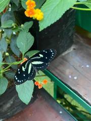 Heliconius atthis
