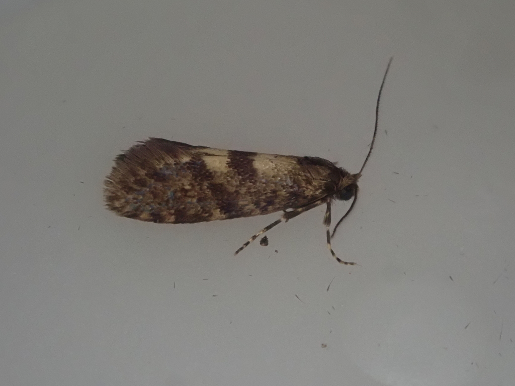 Mallobathra perisseuta