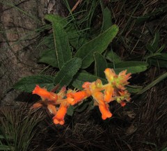 Sinningia allagophylla