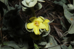 Verbascum undulatum
