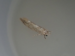 Eschatotypa melichrysa