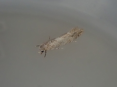 Eschatotypa melichrysa