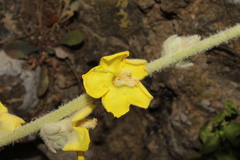 Verbascum undulatum