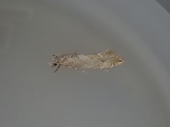 Eschatotypa melichrysa