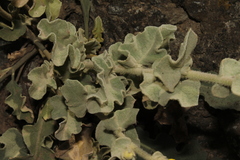 Verbascum undulatum