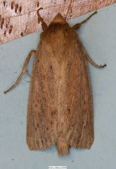 Globia oblonga