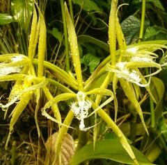 Epidendrum ciliare