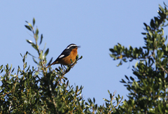 Phoenicurus moussieri