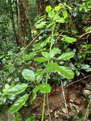 Heptapleurum ellipticum