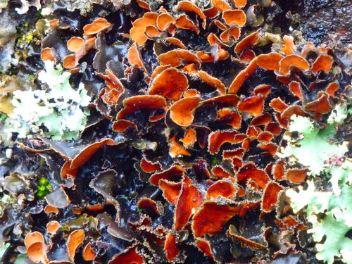 Mustard Kidney Lichen