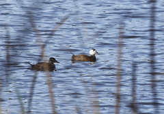 Oxyura leucocephala