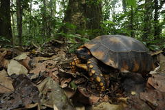 Chelonoidis denticulatus