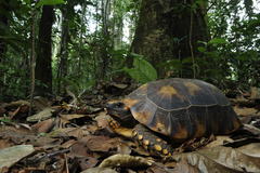 Chelonoidis denticulatus