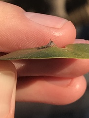 Andricus highlandensis