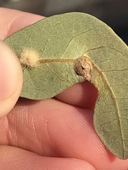 Andricus highlandensis