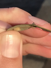 Andricus highlandensis