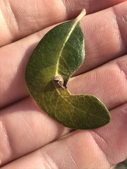 Andricus highlandensis